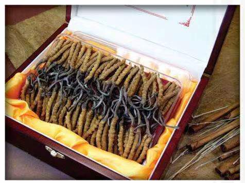 阿坝冬虫夏草回收